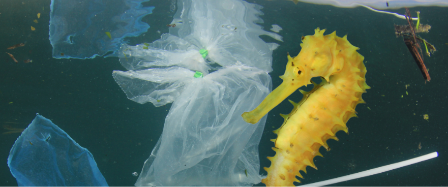 a seahorse and plastic bags in water