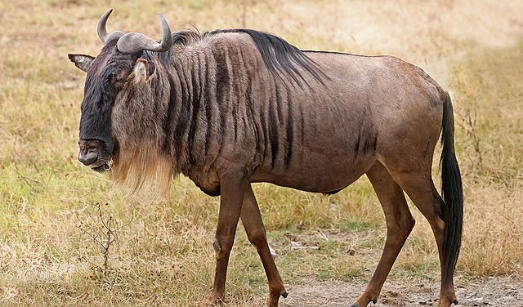 a wildebeest walking in a field